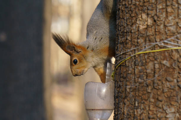 Dependable Squirrel Removal Services Near Me