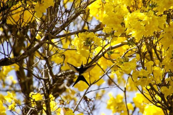 The Ultimate Guide to Live Kolibri Watching