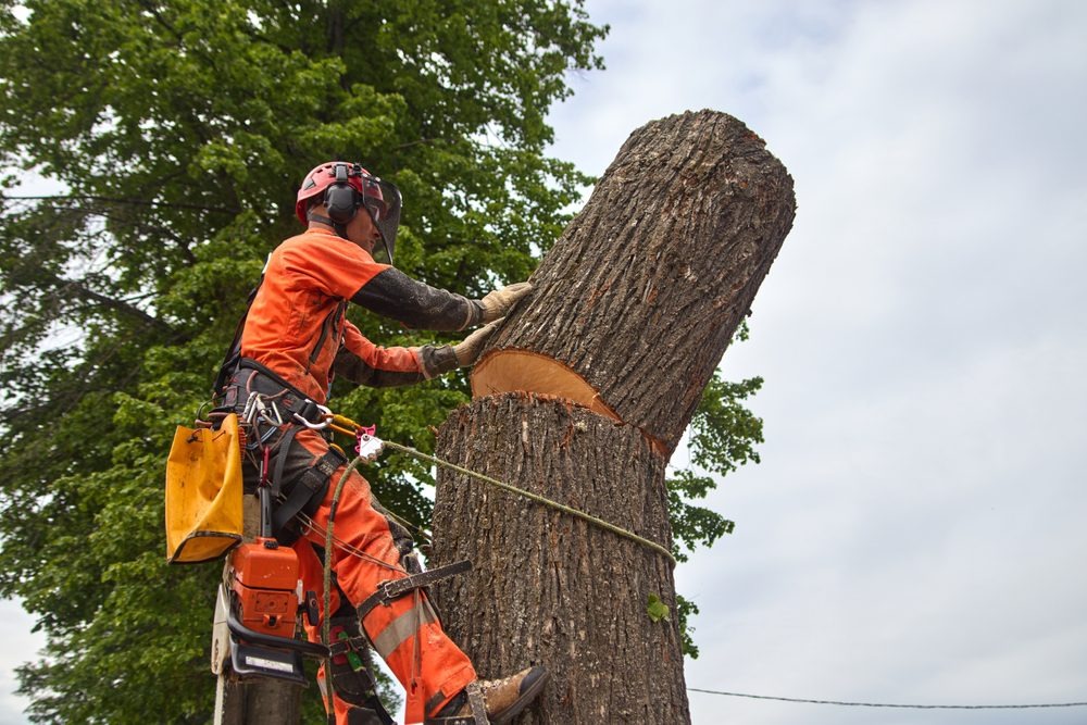 Cedar Park Tree Service Tips to Protect Your Trees Year-Round