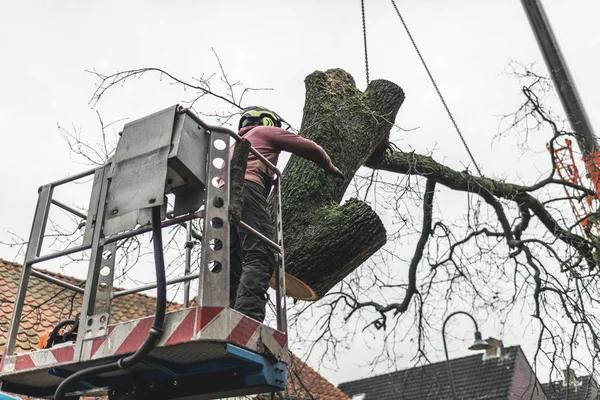 Advanced Tree Service with Modern Equipment