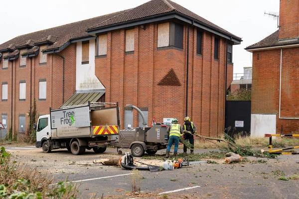Need Tree Removal in Rockford? Here’s What to Know